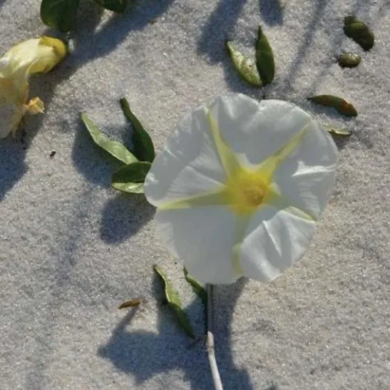 thumbnail for publication: Beach Morning-glory Ipomoea imperati and Railroad Vine Ipomoea pes-caprae subsp. brasiliensis